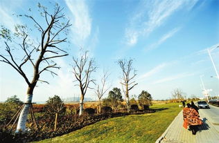 園林綠化重點工程打造美麗生態(tài)蕪湖綠化工程