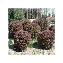 供應(yīng)優(yōu)質(zhì)紅葉小檗球 工程綠化理想之選，冠幅60-80厘米基地直銷(xiāo)